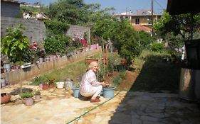 Petalidi Gedigio
